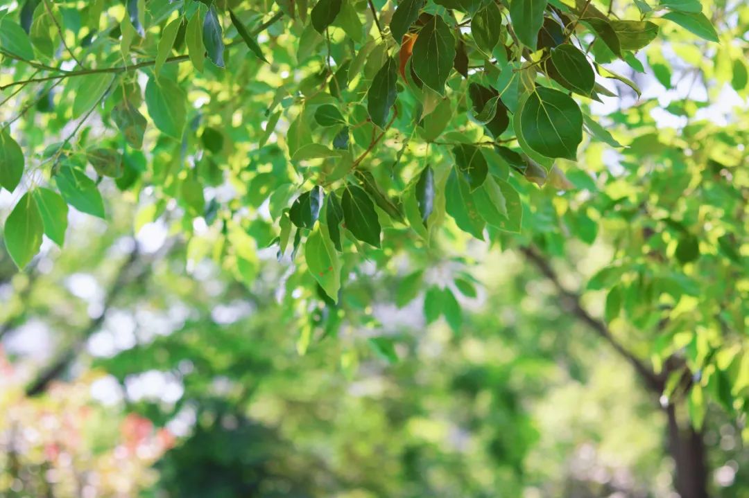 1652083197660703.jpg 11.jpg