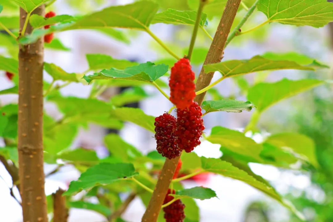 1652084492705332.jpg 19.jpg