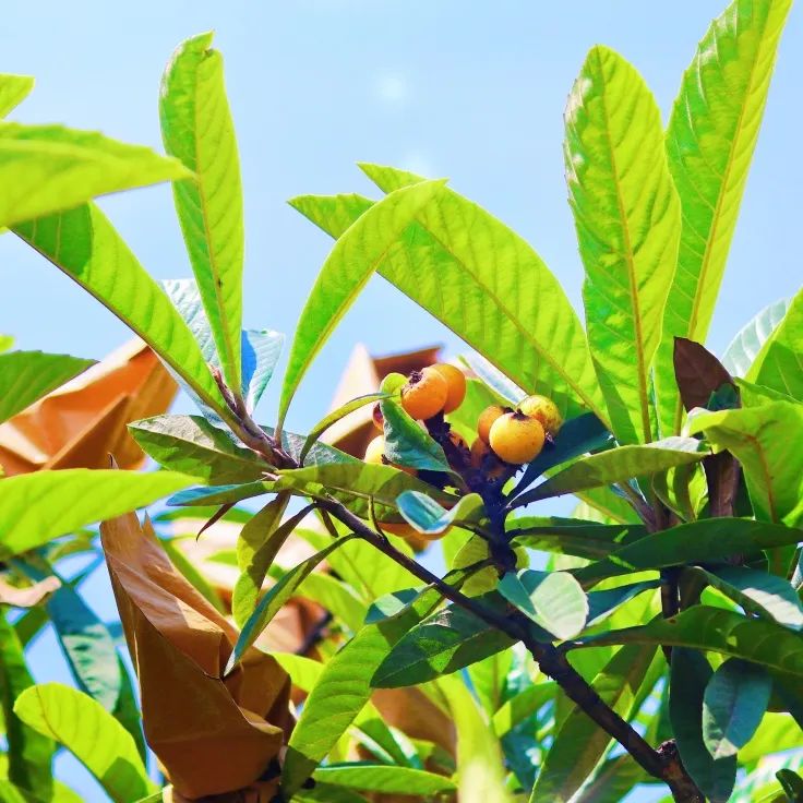 1652084516161767.jpg 20.jpg