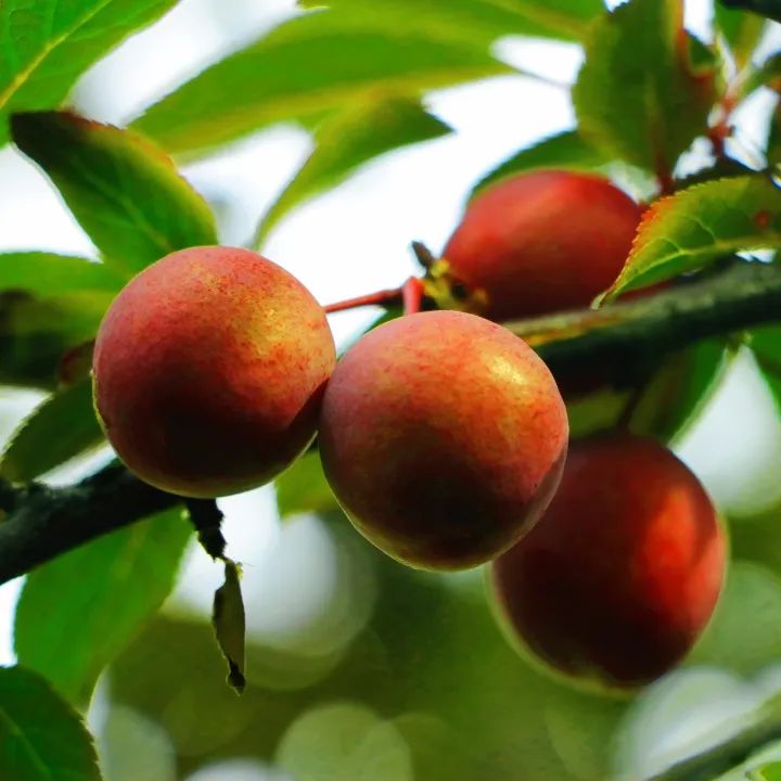 1652084548619236.jpg 21.jpg